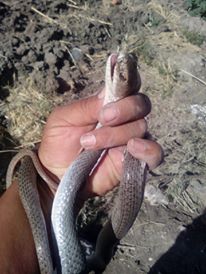 serpiente chirrionera