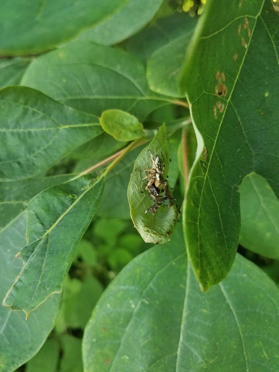 Emerald Jumper