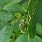 Emerald Jumper