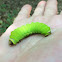 Luna moth caterpillar