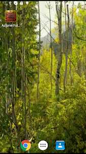 Autumn Forest Video Wallpaper screenshot 0
