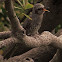 Brown-eared Bulbul