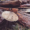 Umbrella fungi