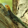 Red Headed Rock Agama