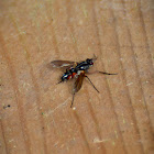 Bristle Fly