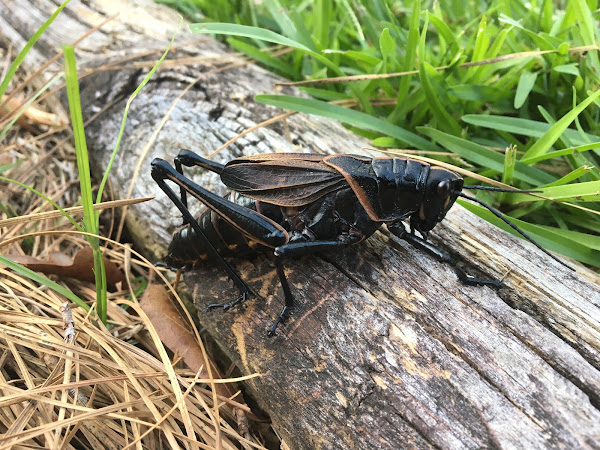 Eastern Lubber Grasshopper