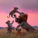 Funny lion father and cub wallpaper