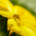 Yellow crab spider