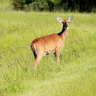 White-tailed Deer