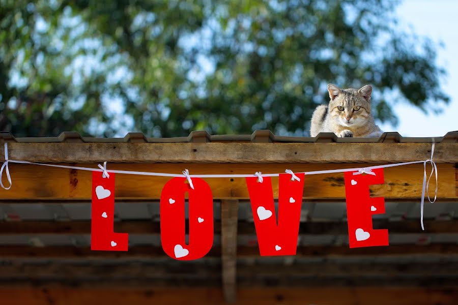 Fotógrafo de bodas Maksim Malyy (mmaximall). Foto del 11 de octubre 2015