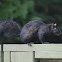 Black squirrel