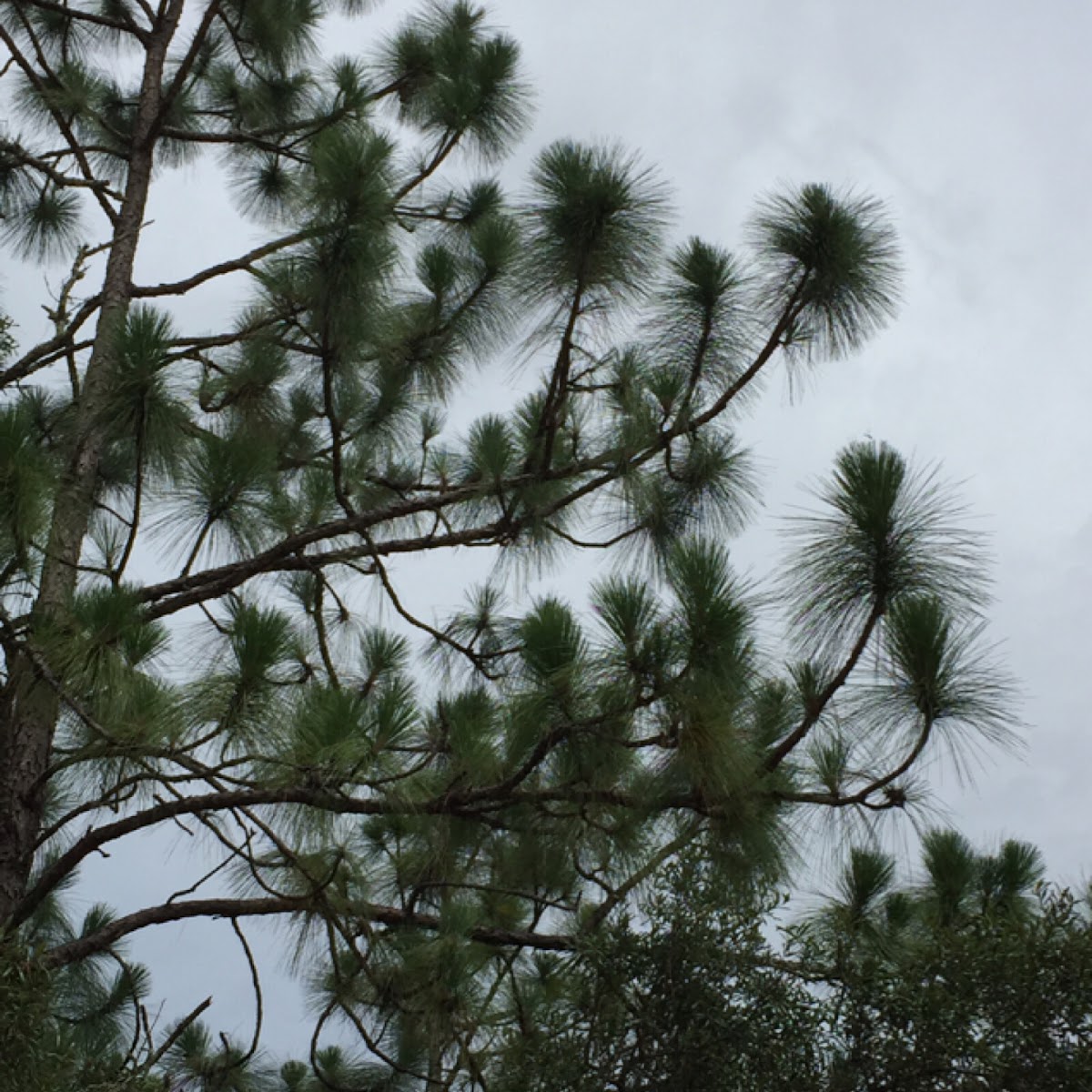 Longleaf pine