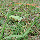 Green Treefrog