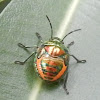 Green Jewel Bug (Nymph)