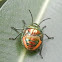 Green Jewel Bug (Nymph)