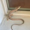 San Diego Alligator Lizard