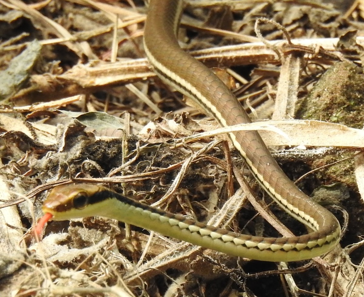 Himalayan Bronzeback, কাৰ্শলা সাপ