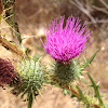 Bull Thistle