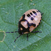 pied shieldbug nymph