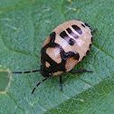 pied shieldbug nymph