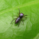 Jumping Spider, female