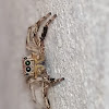 Tropical jumping spider