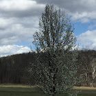 Bradford Pear Tree