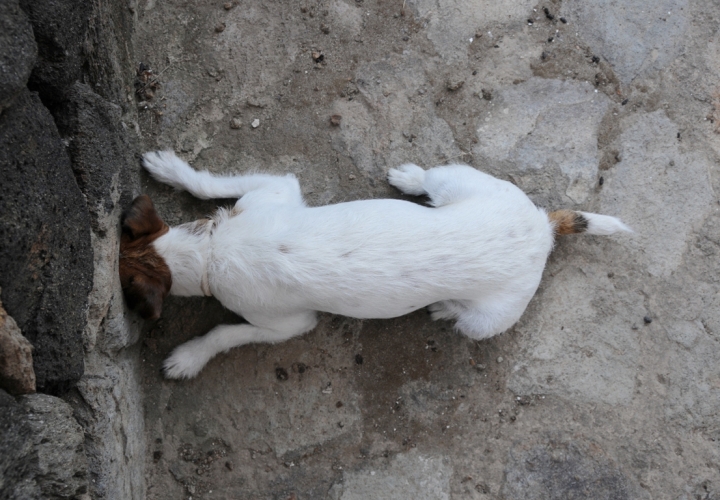 Il mio stupido cane di clicca