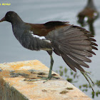 Common Gallinule