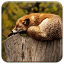 Brown Fox Chrome extension download