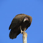 Hooded Vulture