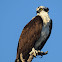 Osprey