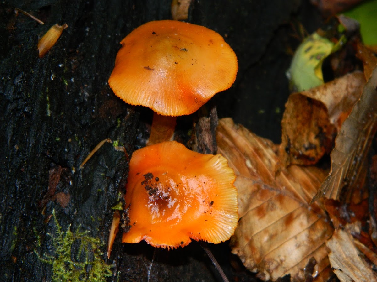 Orange Mycena