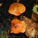 Orange Mycena