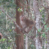 Northern pig-tailed macaque