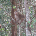 Northern pig-tailed macaque