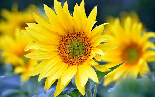 Big sunflower