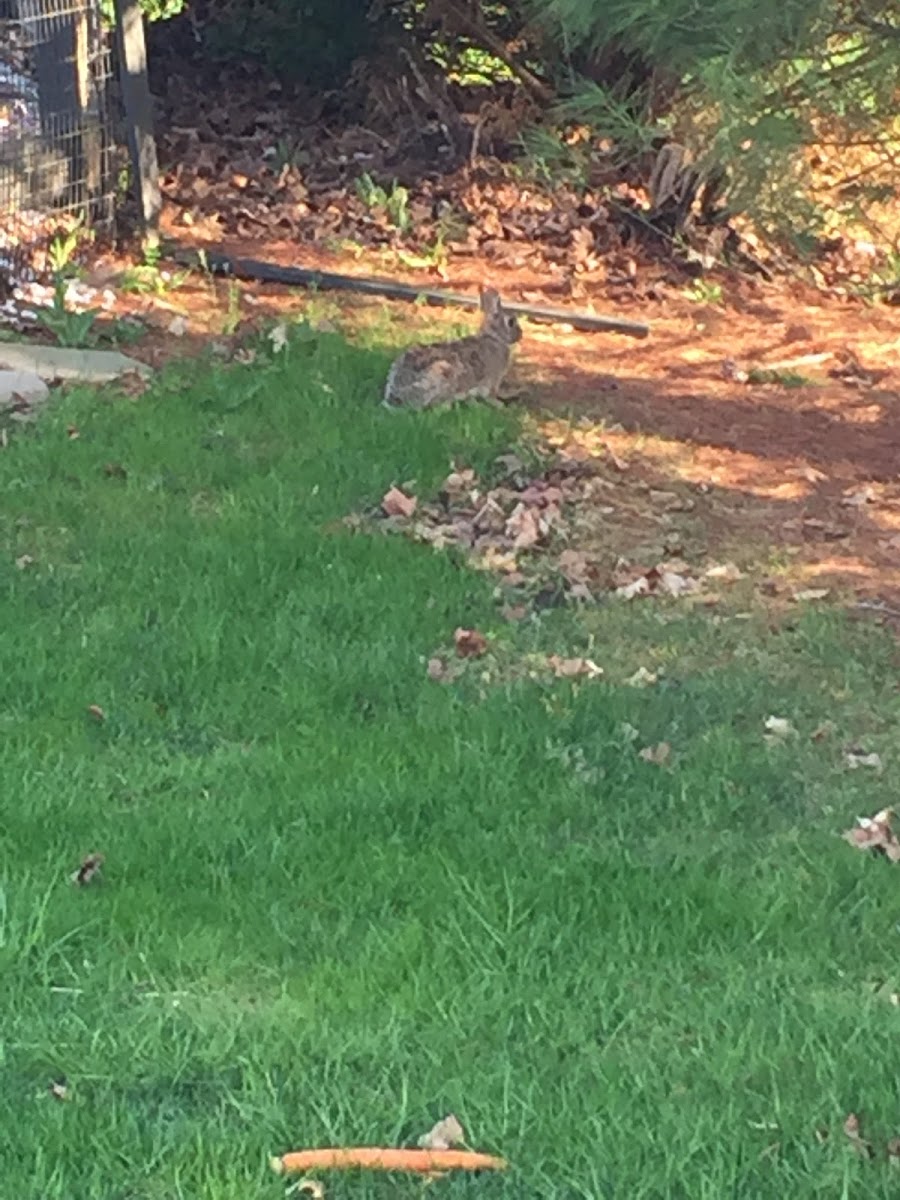 Eastern cotton tail rabbit