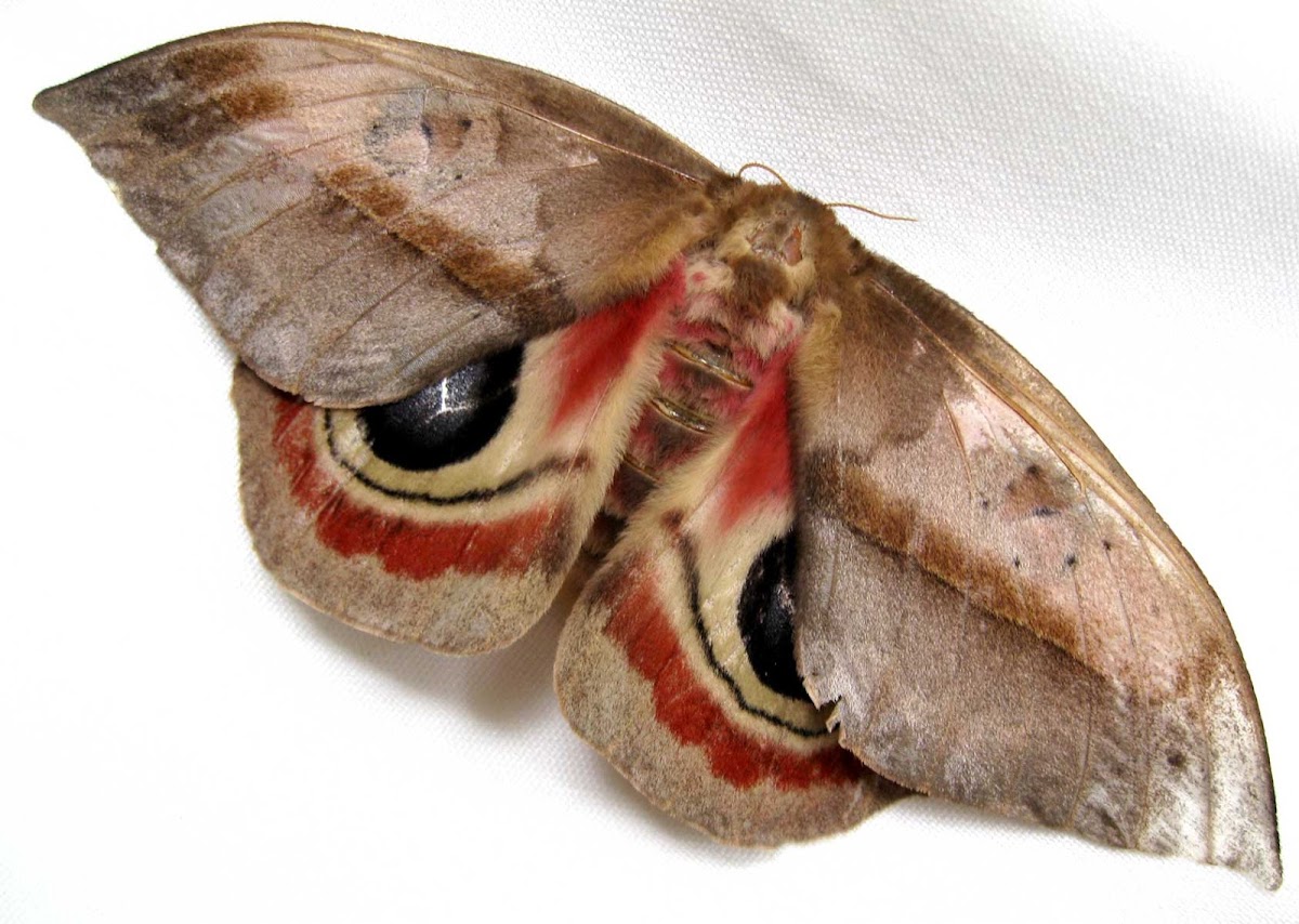 Bullseye Moth, Io Moth