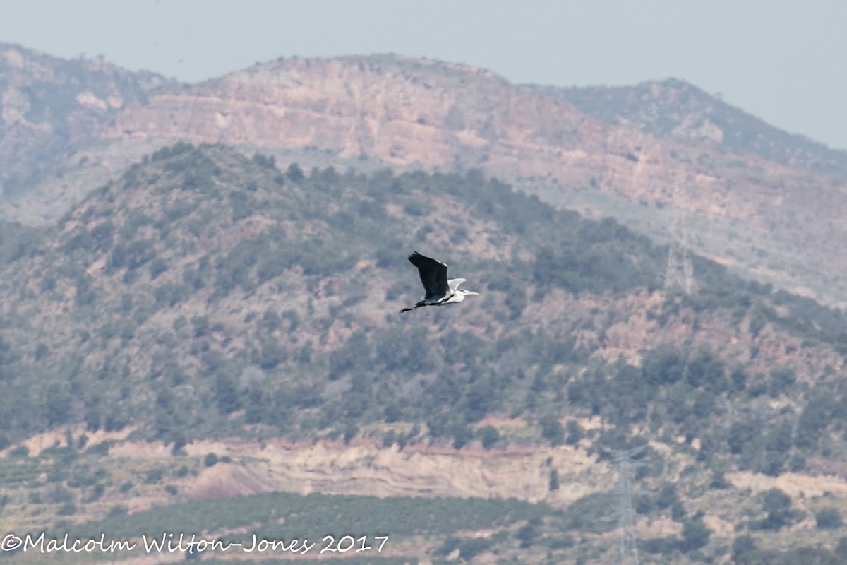 Grey Heron; Garza Real