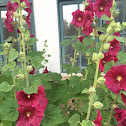 Hollyhock