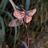 Russet-tipped Clubtail