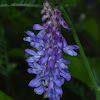 Tufted Vetch