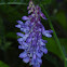 Tufted Vetch