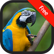 Macaw bird sounds  Icon