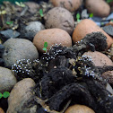 Slime mold