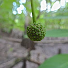 Buttonbush