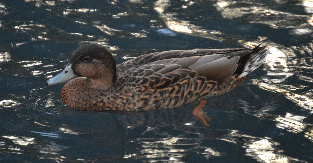 Hawaiian duck