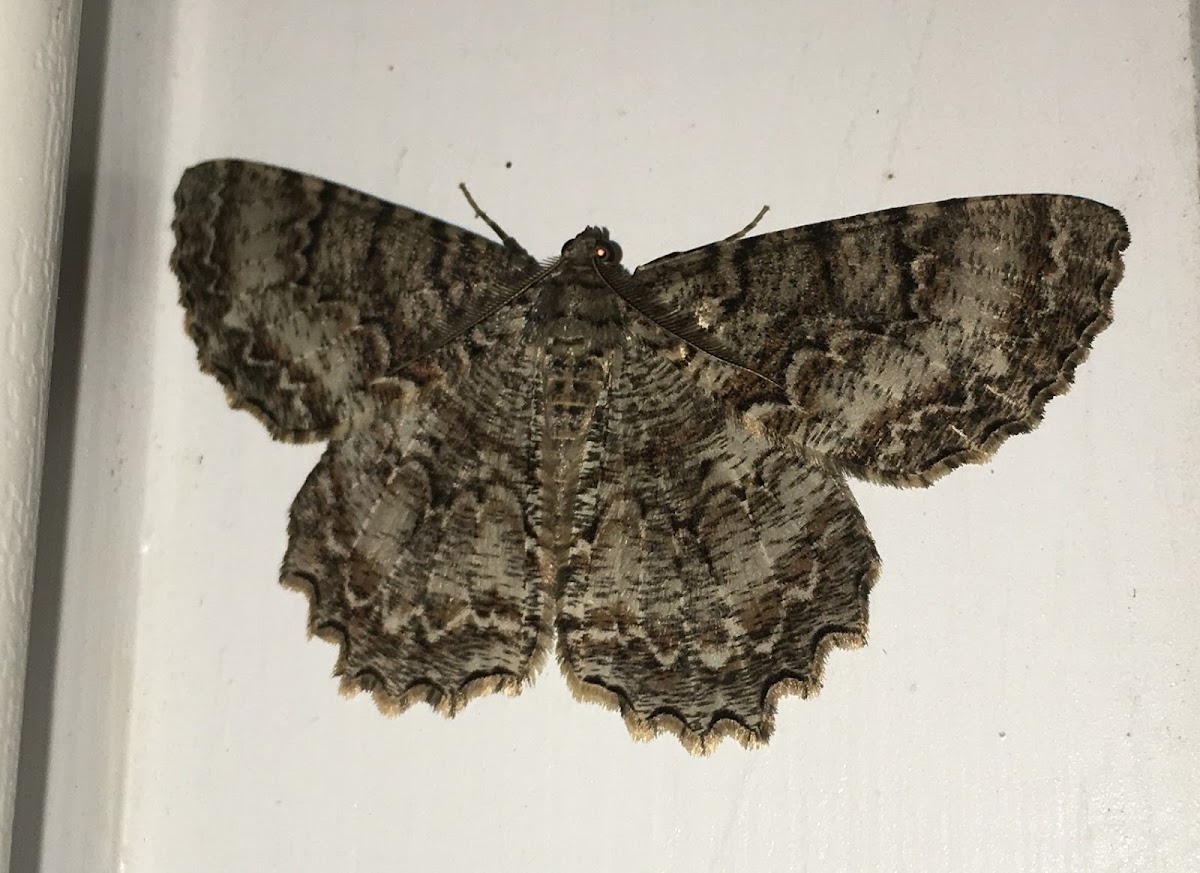 Tulip-tree Beauty Moth