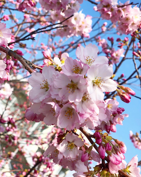 ソリオバンディットの桜・桜と愛車に関するカスタム事例の投稿画像4枚目